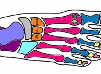 foot